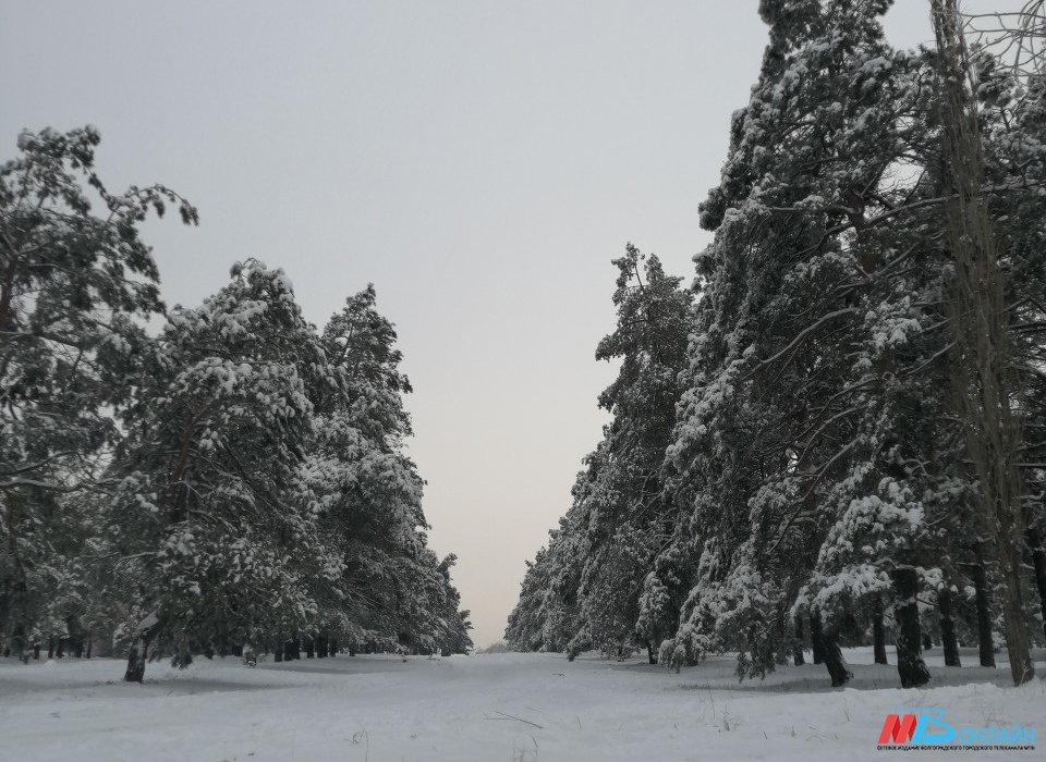 С морозов до -15º начнётся новая неделя в Волгоградской области